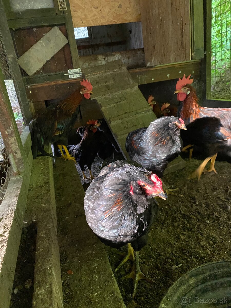 Araucana a vlaska