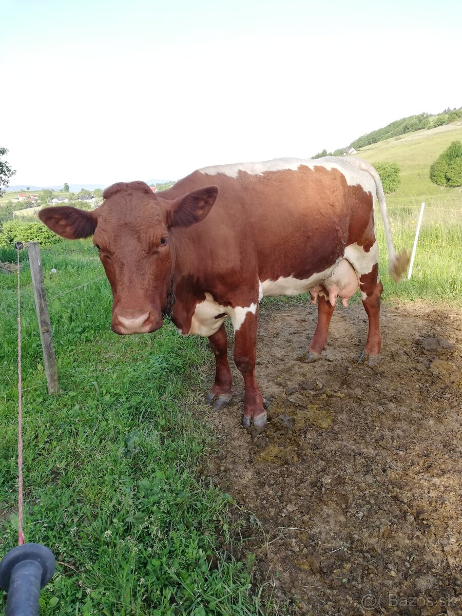 Pinzgau krava