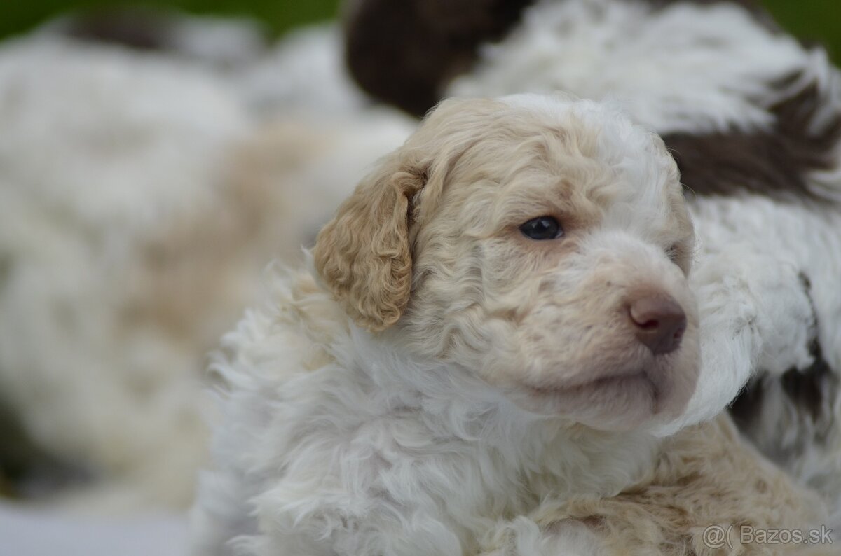 LAGOTTO ROMAGNOLO S PP/Italský vodní pes