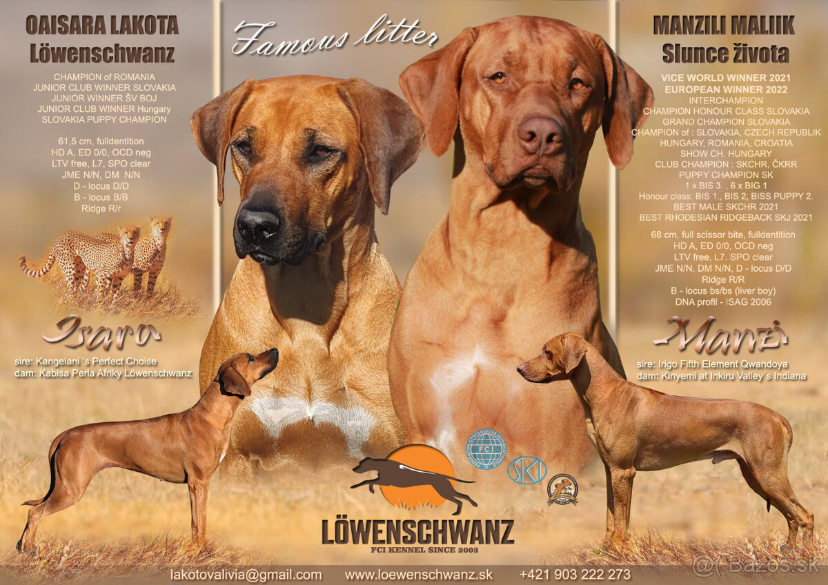 Rhodesian Ridgeback / Rodézsky ridgeback s fci PP