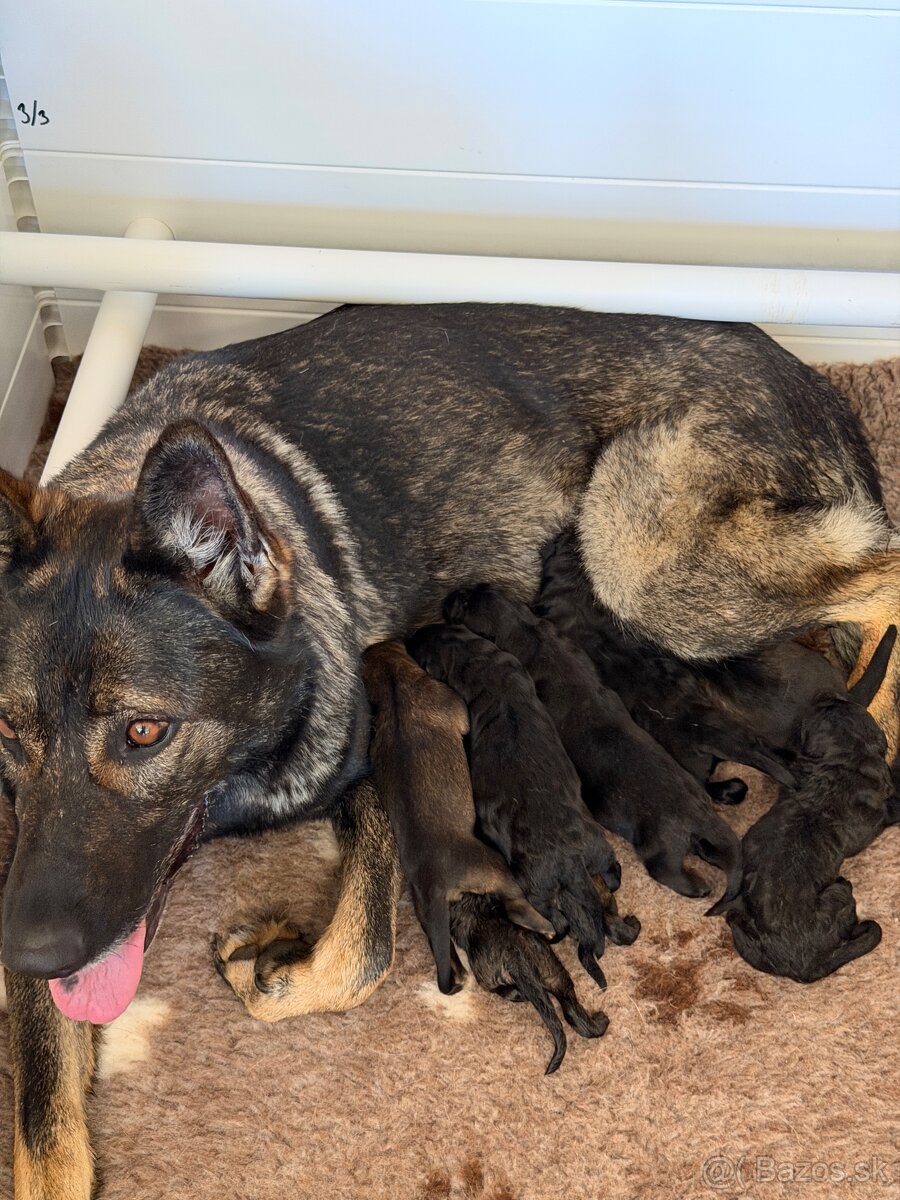 Nemecký ovčiak - šteniatka