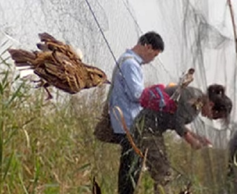 Siet na odchyt uletenych vtakov z volier