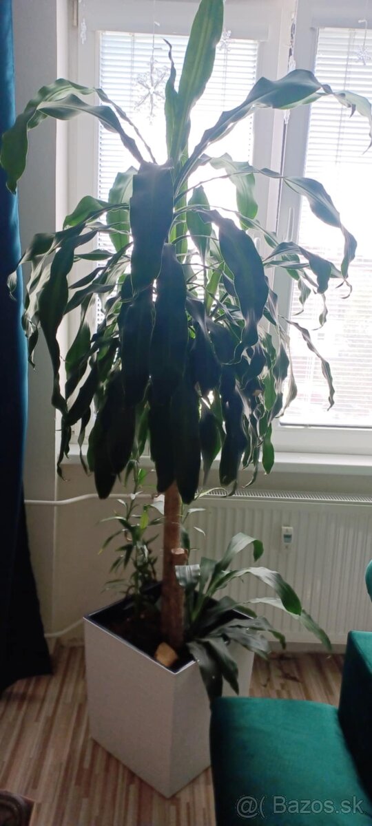 Dracena