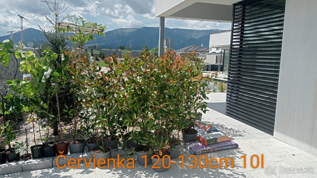 Tuja Smaragd, vavrínovec, červienka - Liptovský Mikuláš