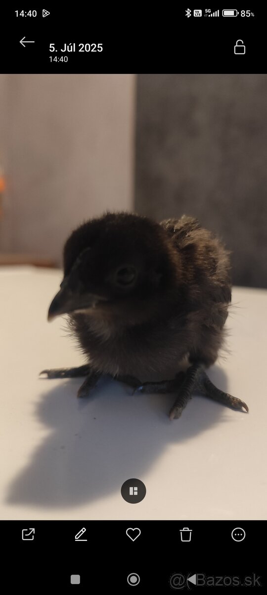 Ayam Cemani