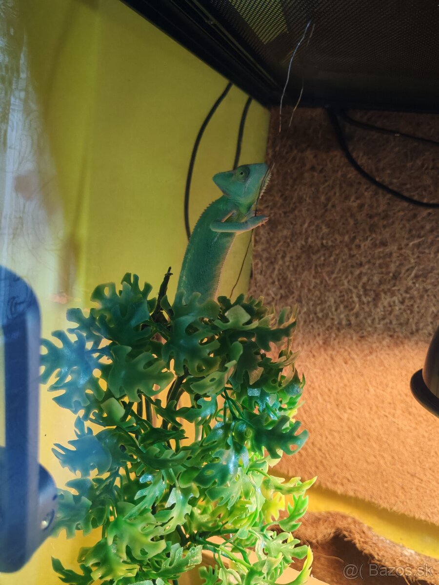Chameleón jemensky