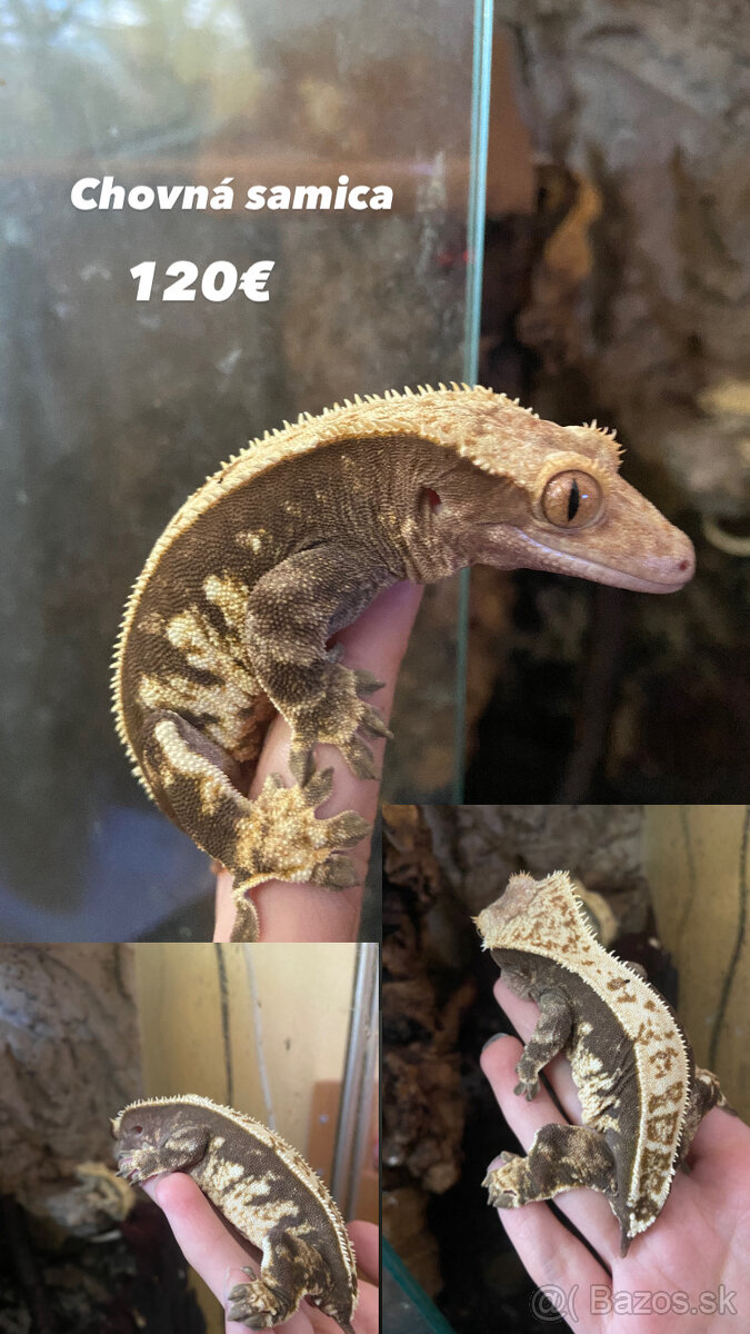 Predám chovnú samicu pagekona riasnatého