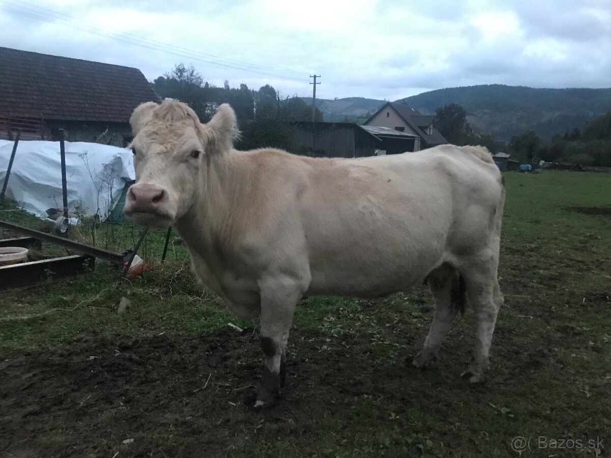 Predám teľnú kravu