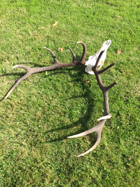 jeleň, trofej, zhody, parohy, parožie