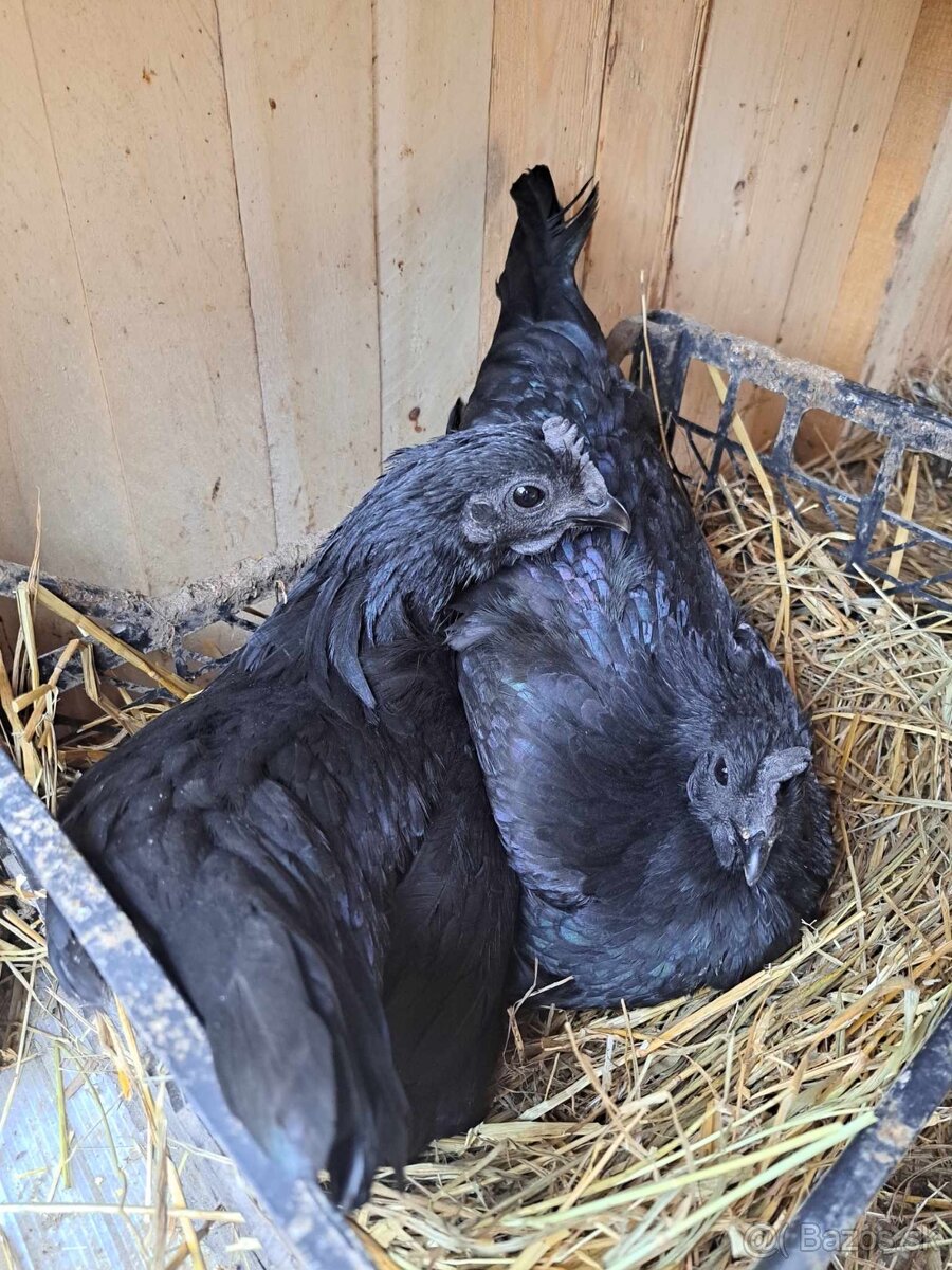 Kuriatka-Ayam cemani