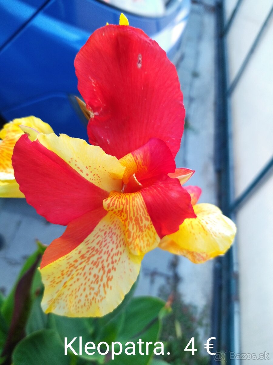 Kana indická (Canna indica) hľúzy.