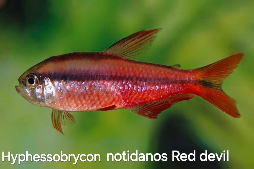 Raritné tetry- Hyphessobrycon notidanos