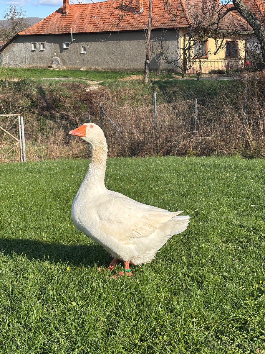 Pomoransky bieli gunar