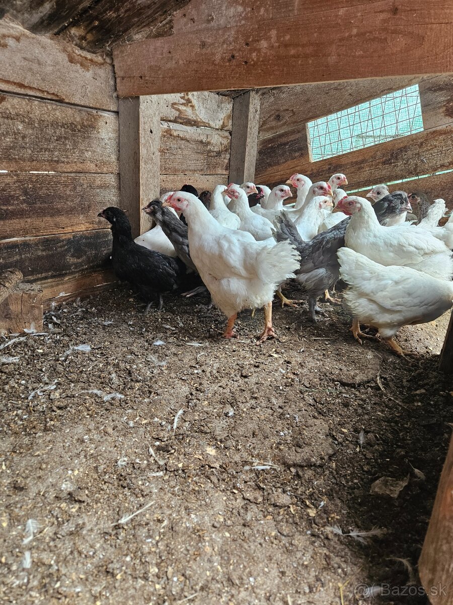 Plymutka biela