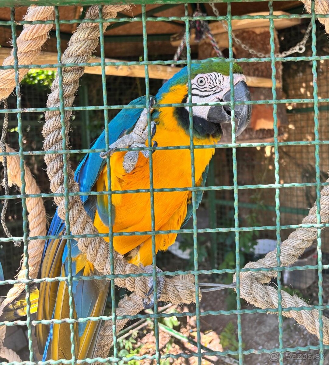 Ara Ararauna