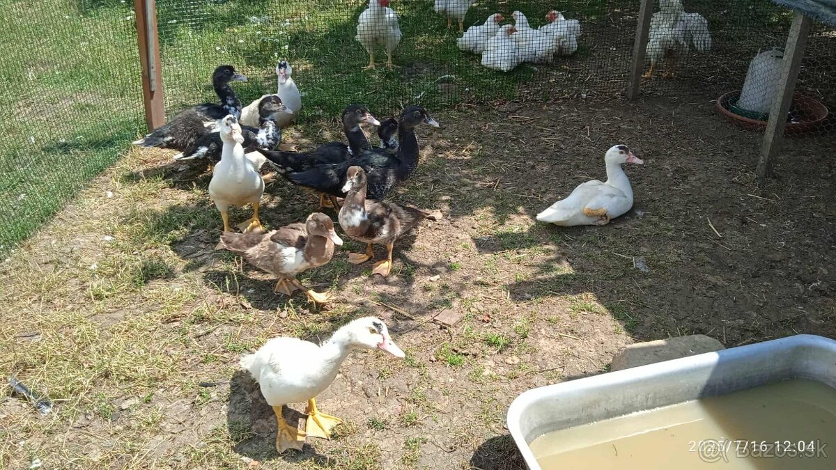 čínske kačky -pižmové