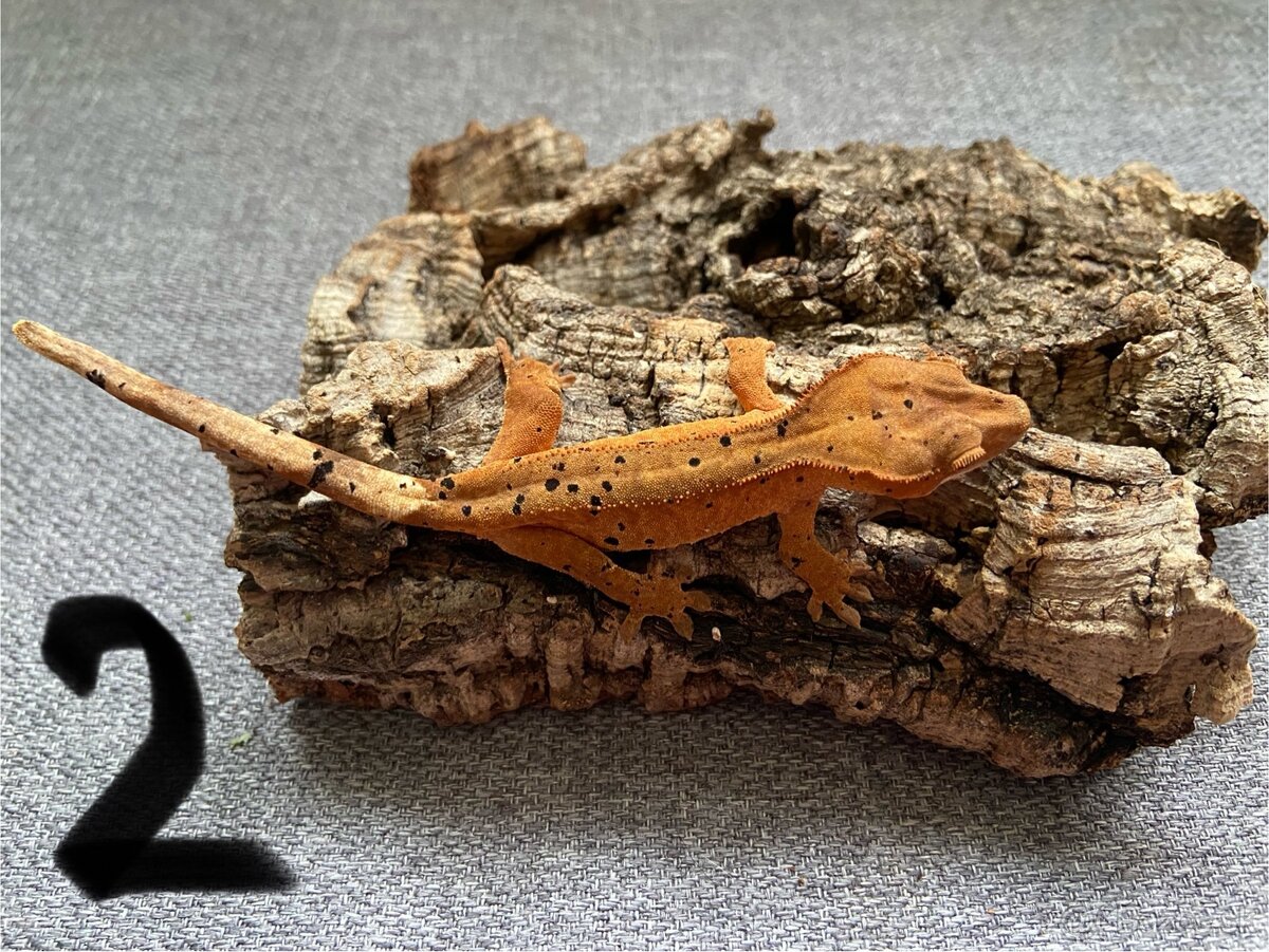 Pagekon riasnatý - Correlophus ciliatus