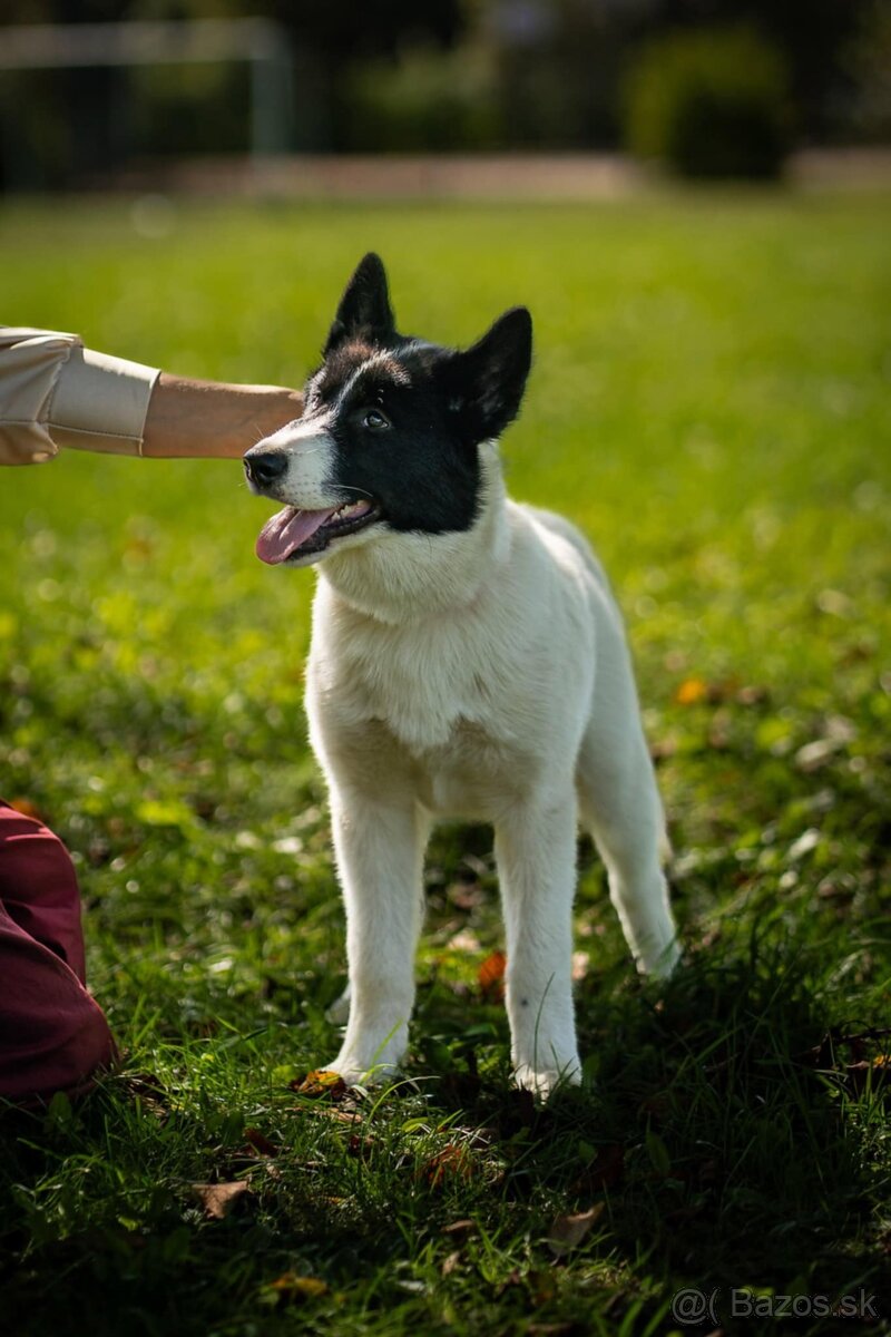 Sibírsky husky /kanadský eskimácky pes