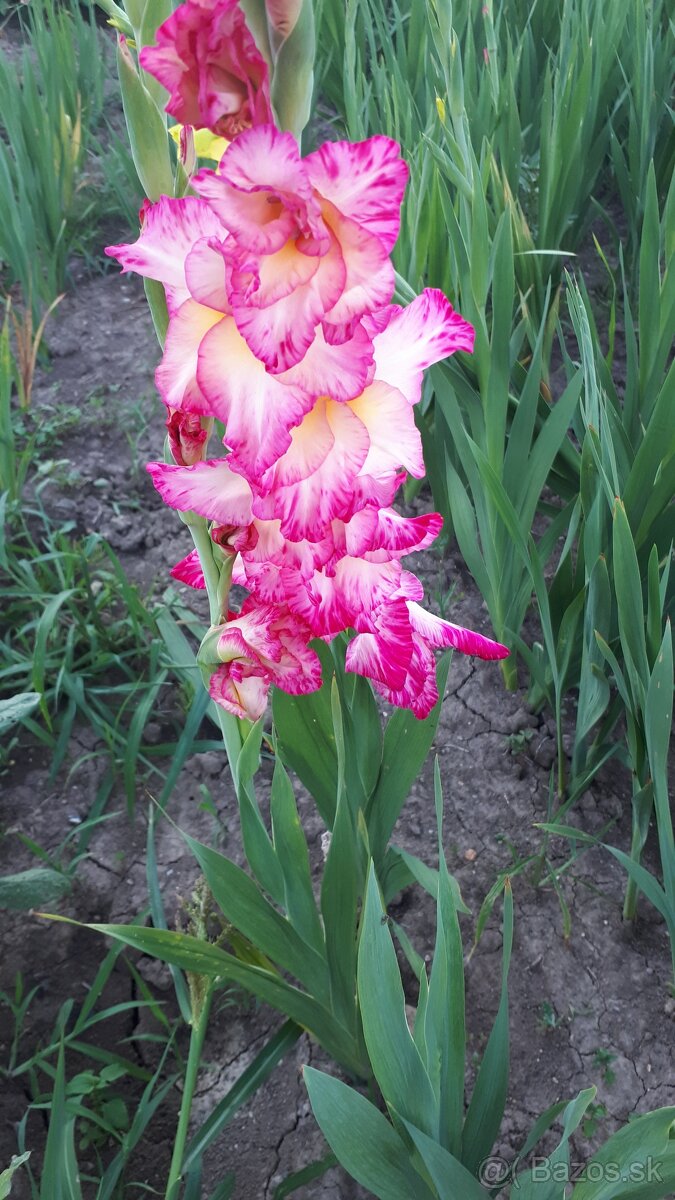 Predám hľuzy gladiol