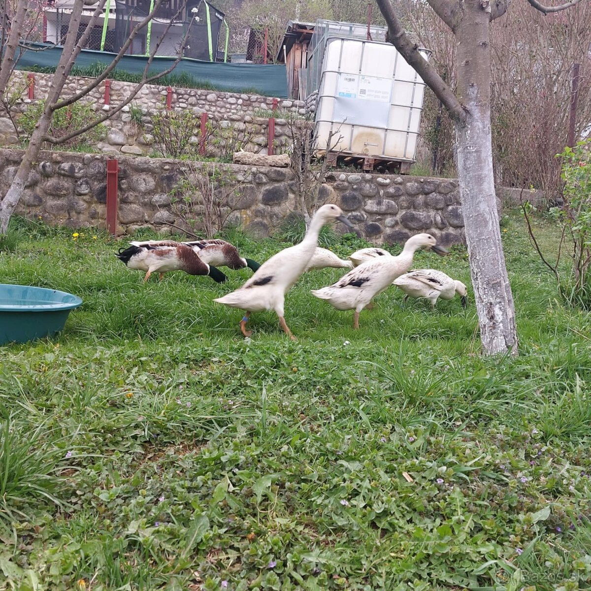 Indický bežec strieborne Nasadove vajcia