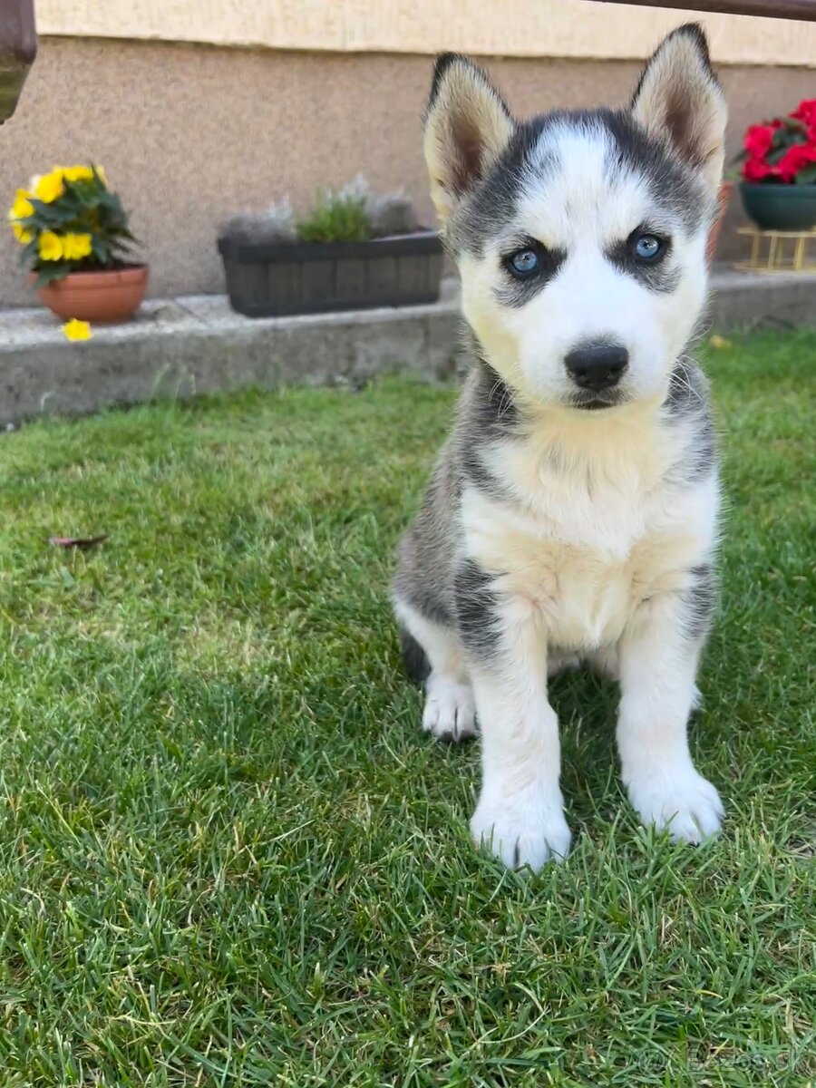Sibírsky husky