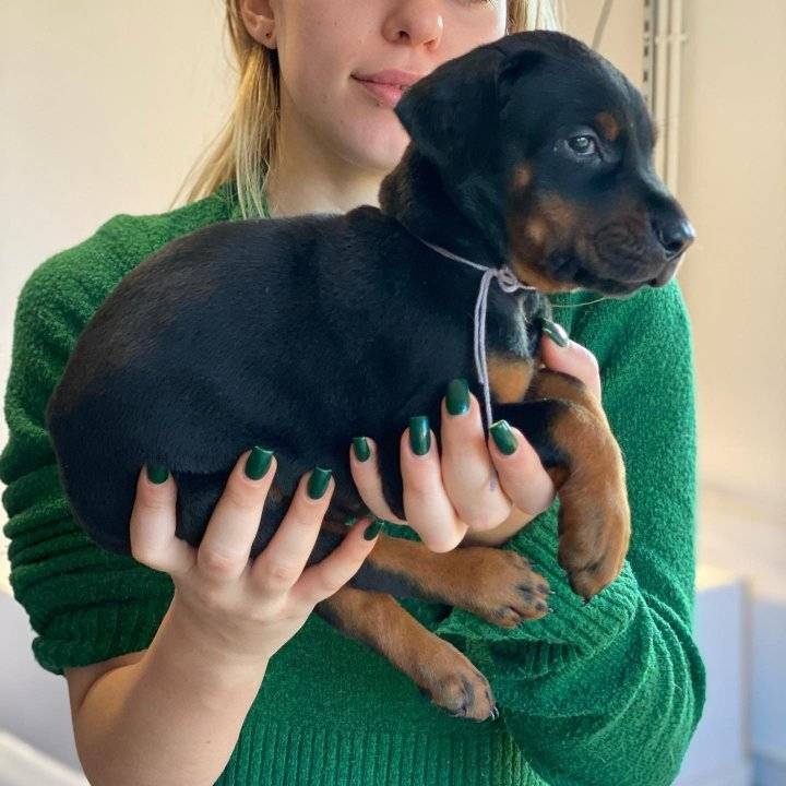 Šteniatka dobermana, samec a sučka, pripravené na adopciu