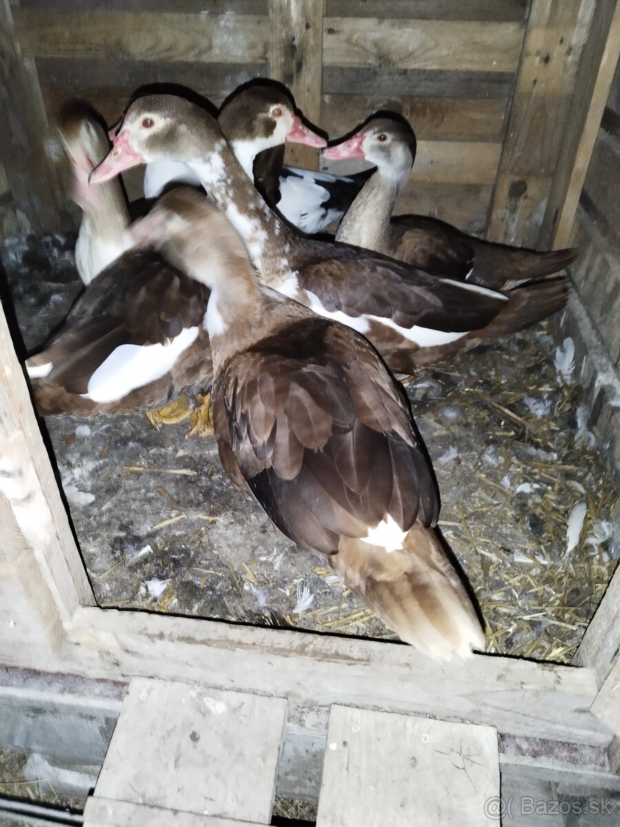 Predám.cinske kačice