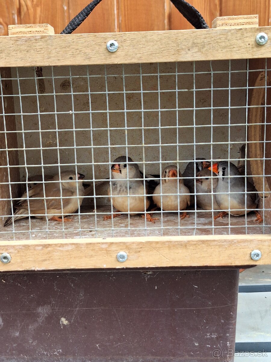 Zebrička austrálska