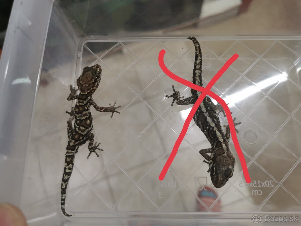 Gekon Madagaskarský