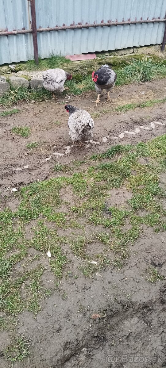 Plymutka