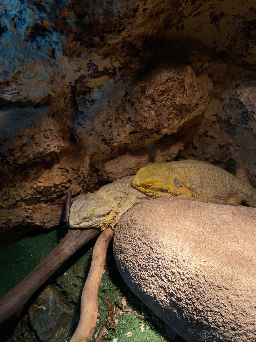 Agama bradata
