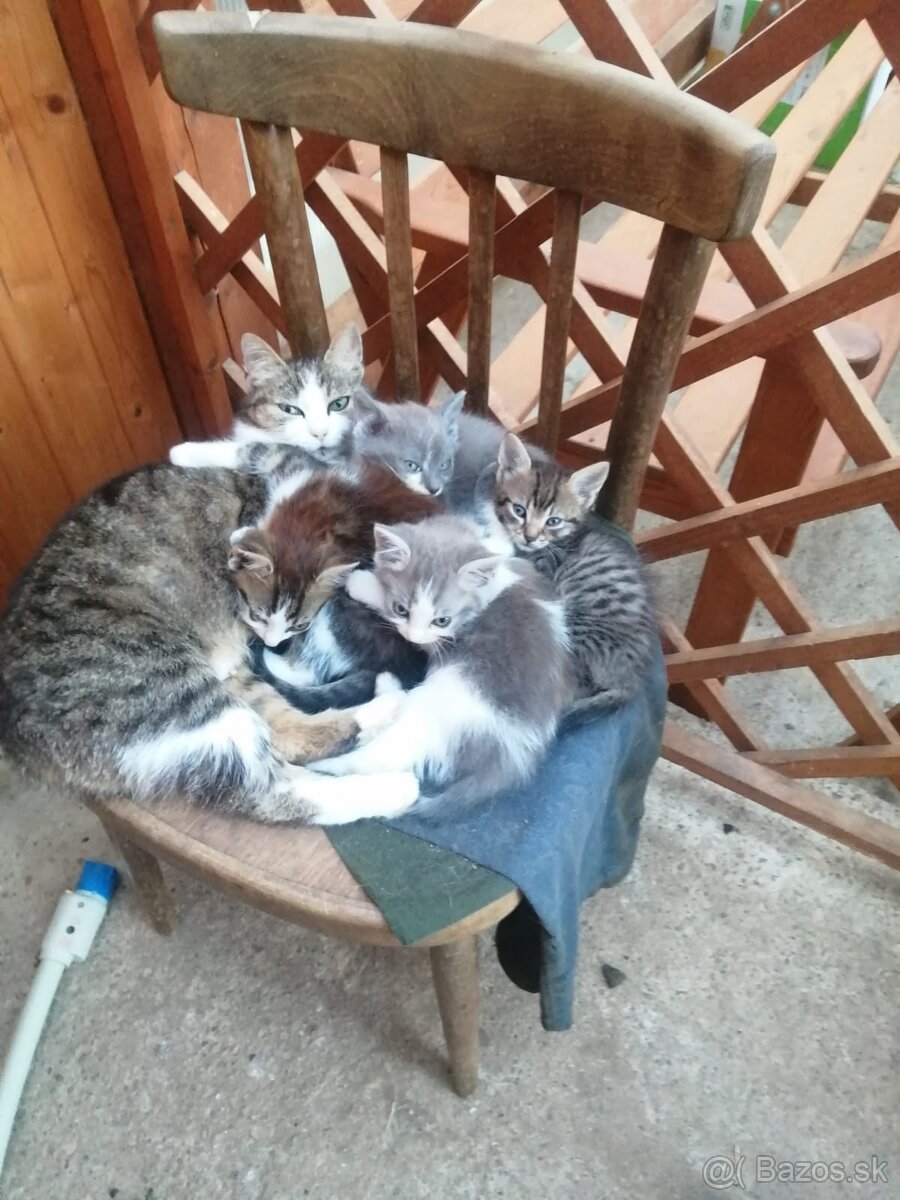 Darujem mačiatka