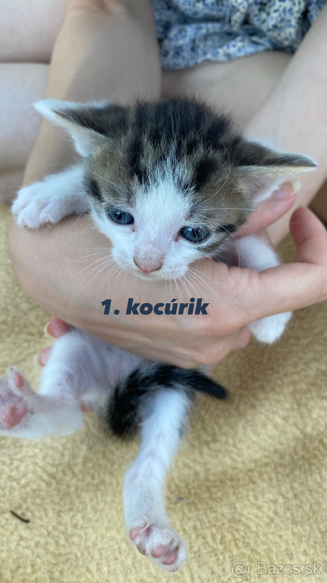 🐾Predáme mačiatka z Dunajskej Lužnej - 10€🐾