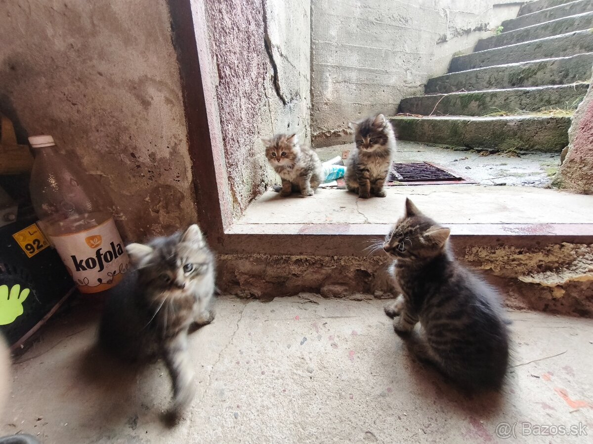 Mačiatka Maine coon + Nórska