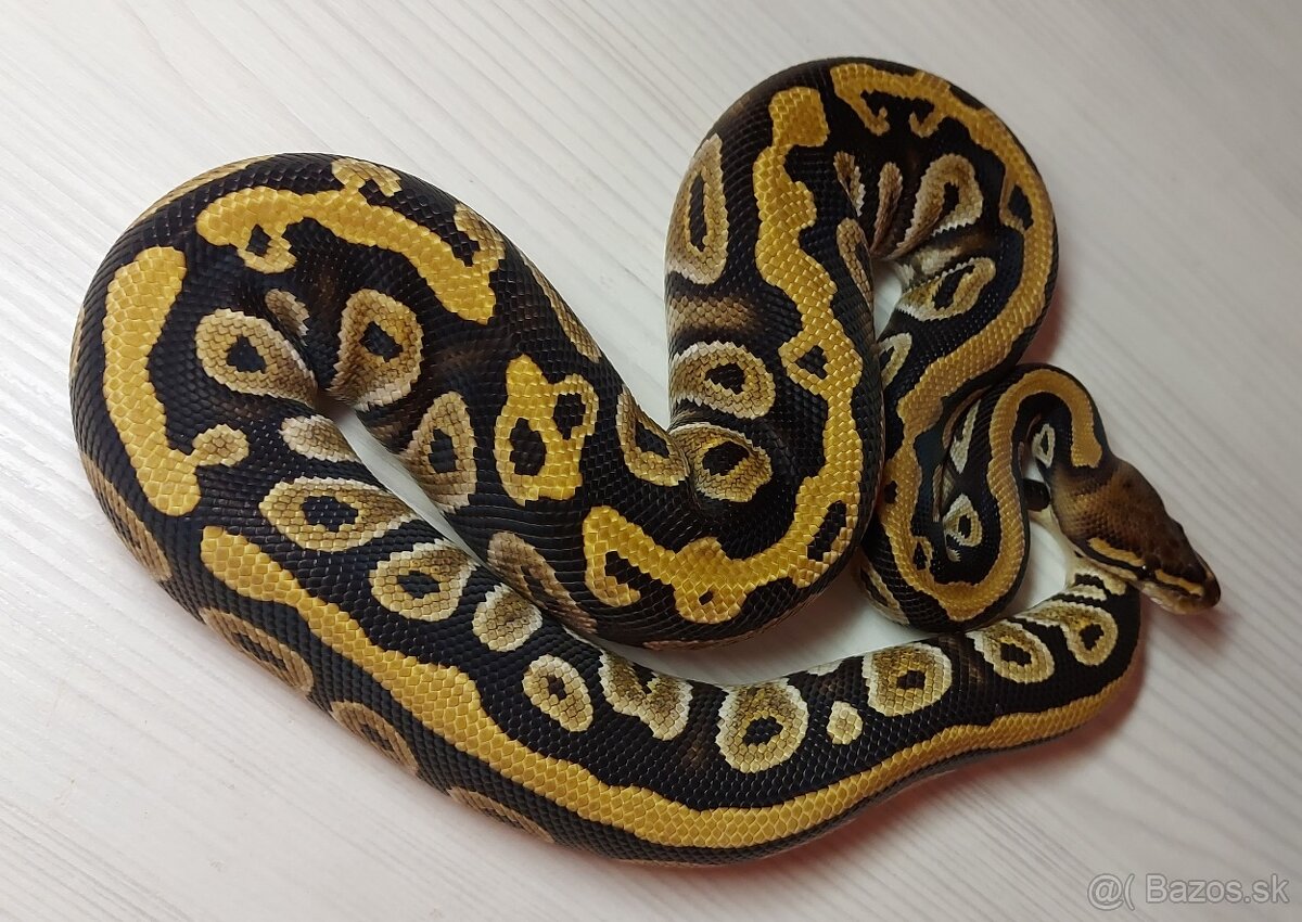 Mimoriadna akcia