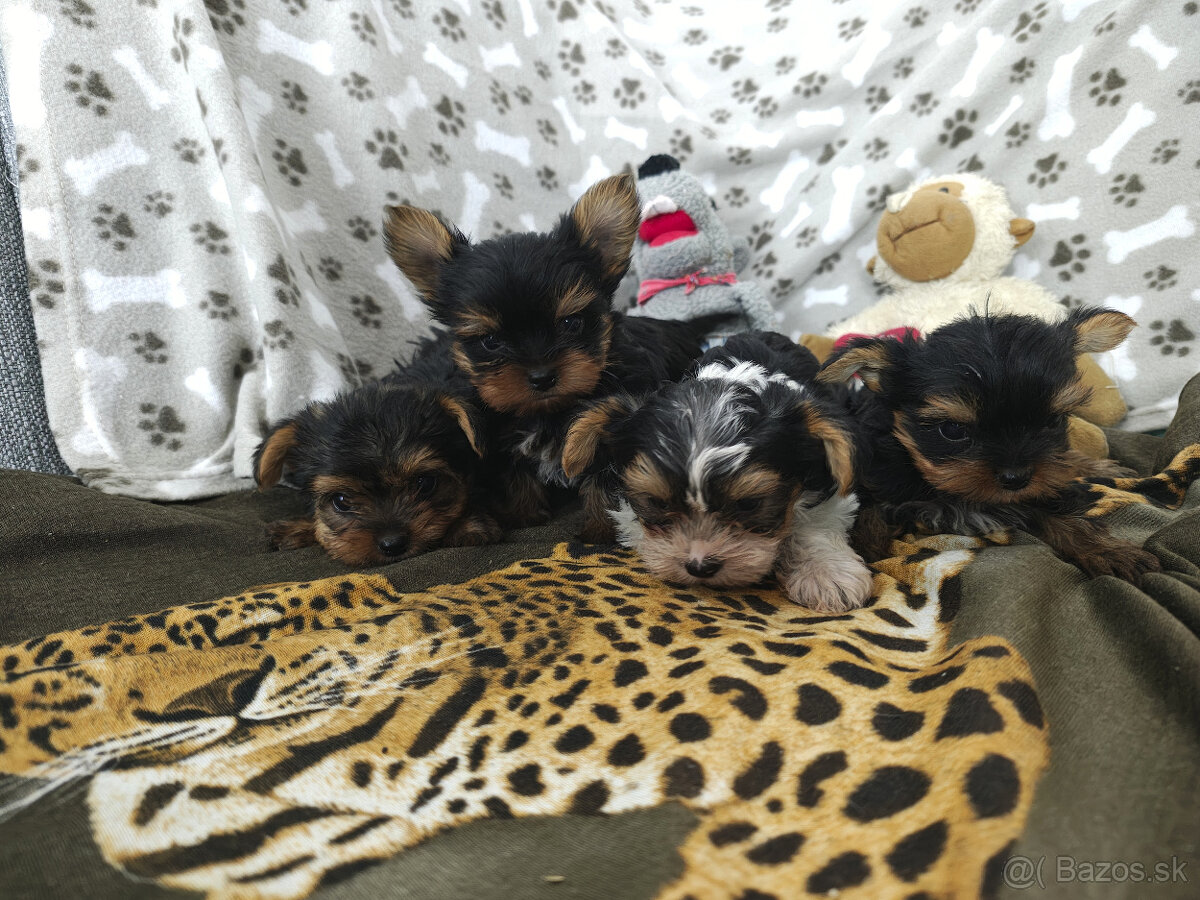 yorkshirsky teriér - yorki