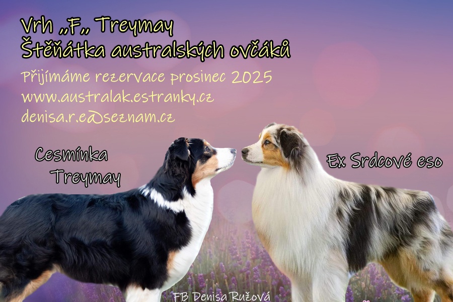 Austrálsky ovčiak - štěniatka