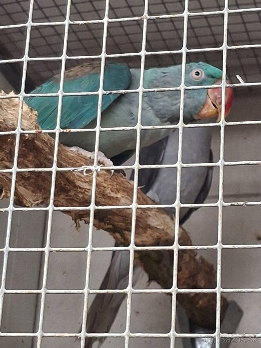 Alexander Veľký Aqua