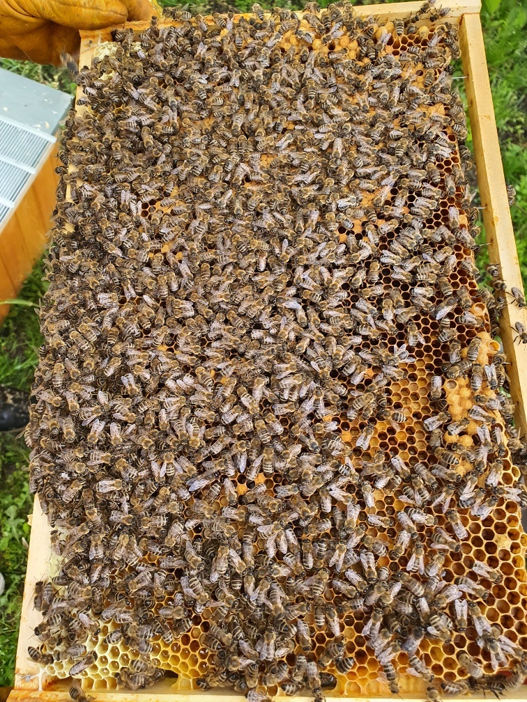 Predám prezimované produkčné včelstvá