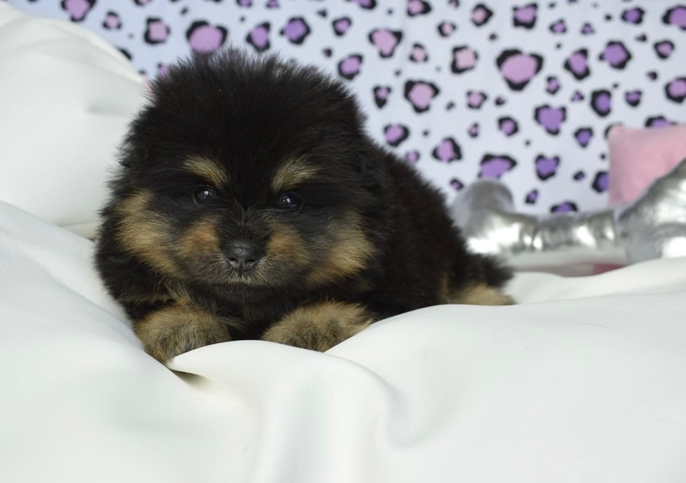 Pomeranian s PP fenka Black and Tan