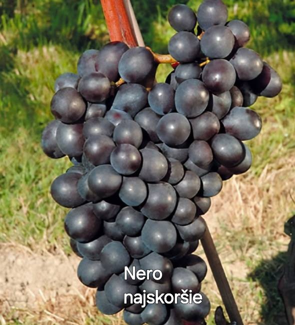 Sadenice viniča, vinič, hrozno