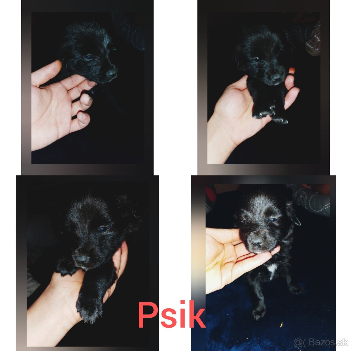 Nemecky Ovčiak Šťeňa