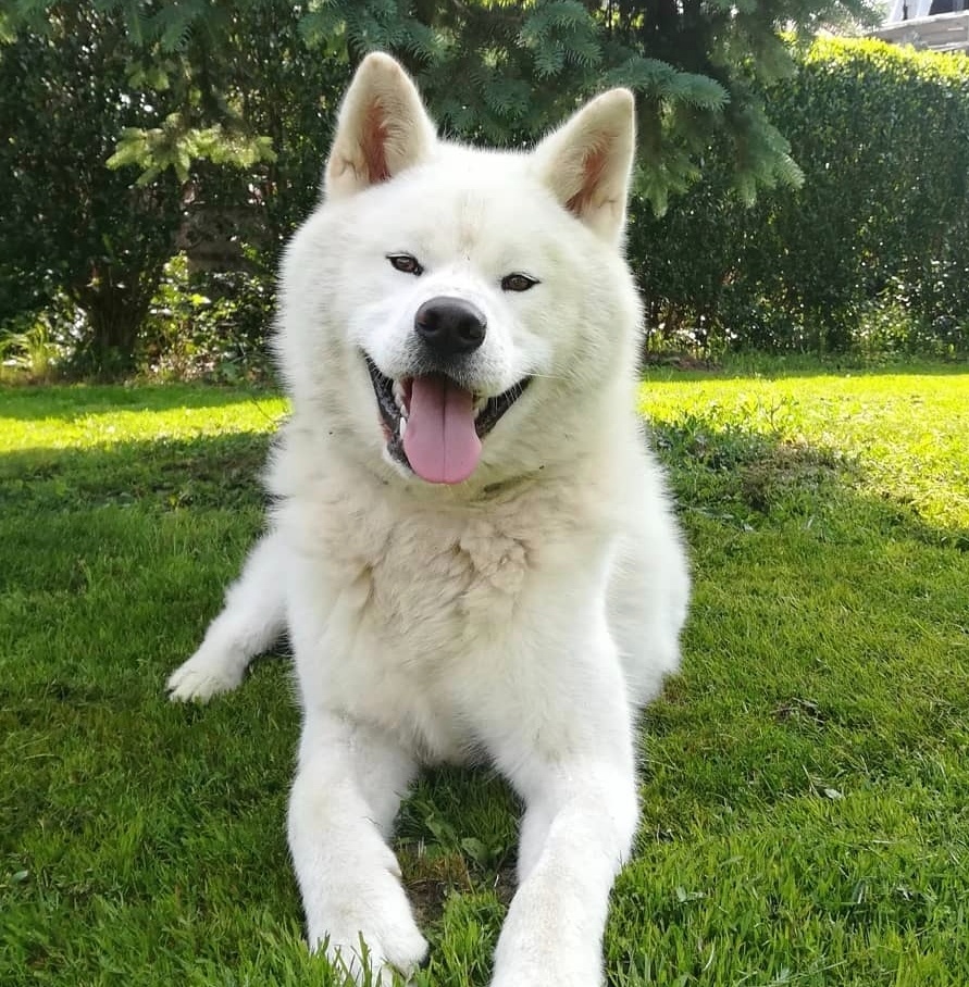 Darujem Akita Inu