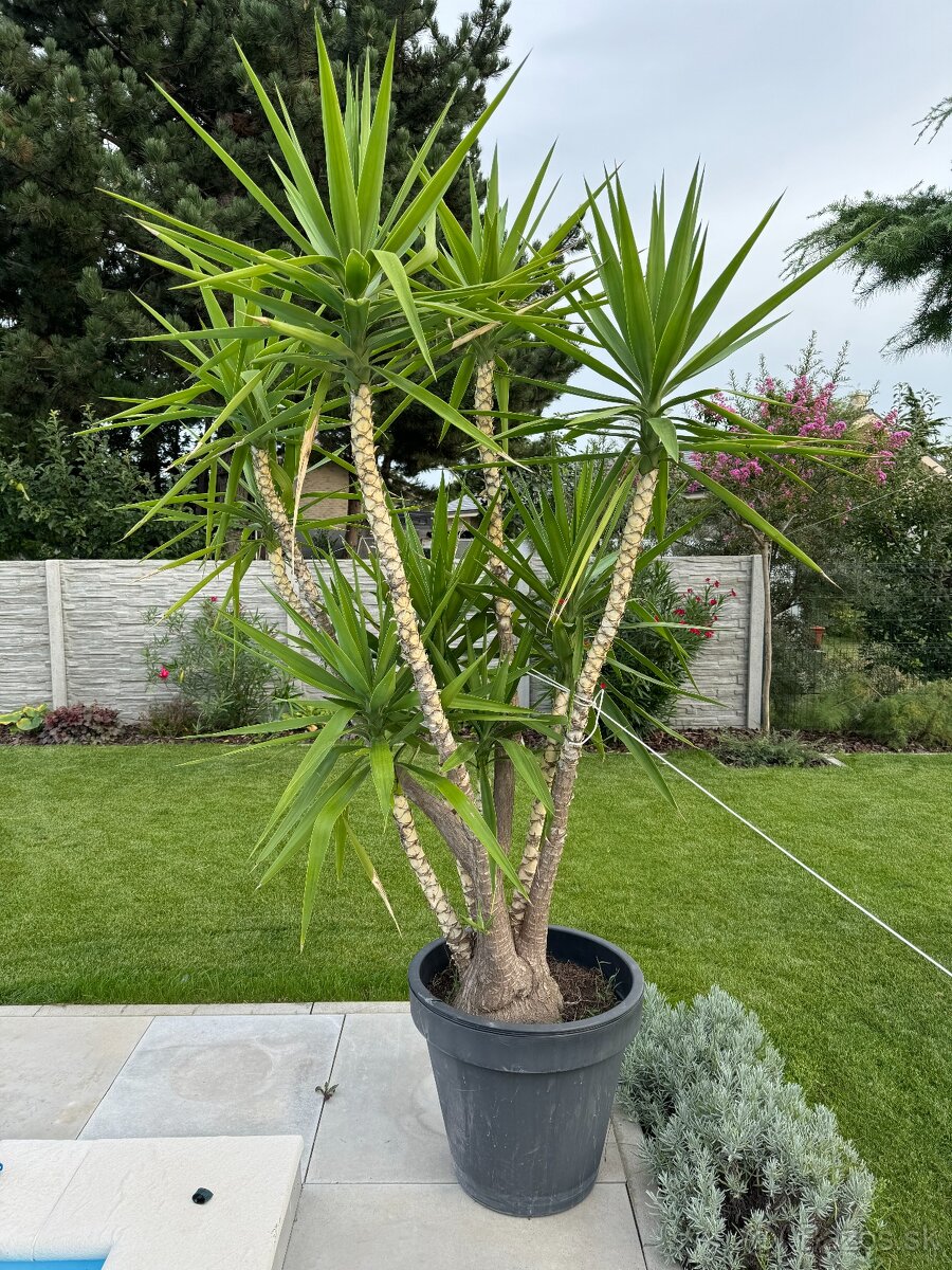 Kvety na predaj JUKA - YUCCA