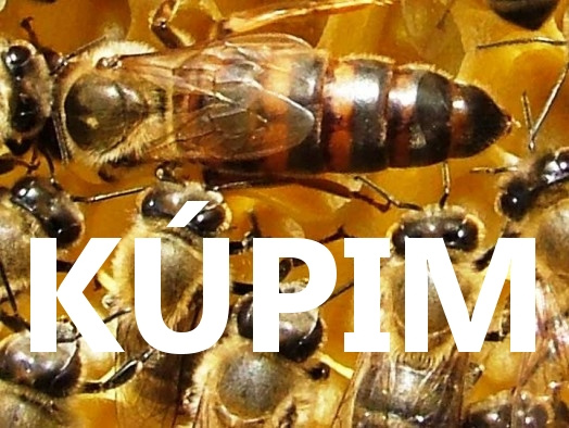 Včelie matky KÚPIM