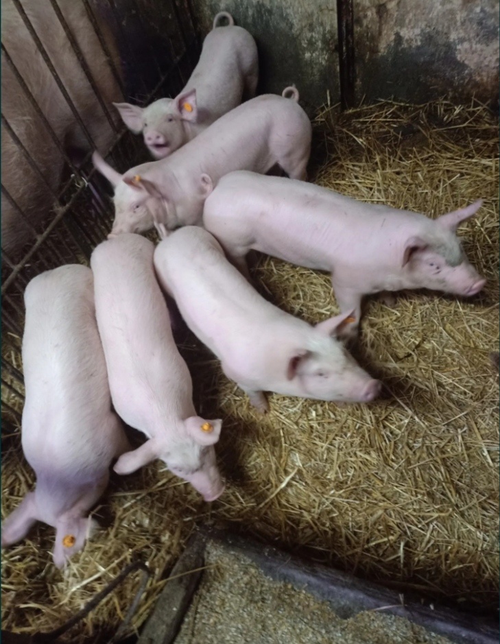 Predám odstavčatá