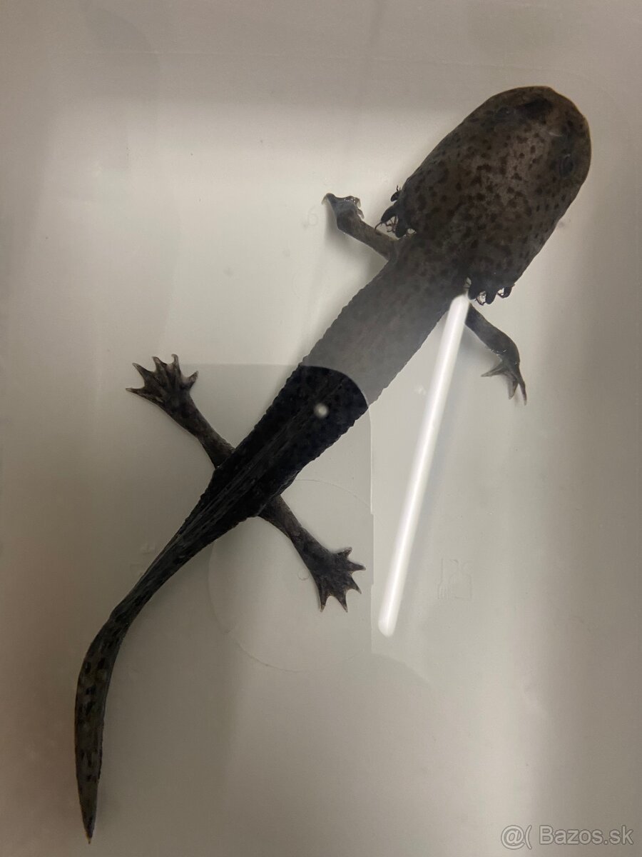 Predám axolotla a akvárium