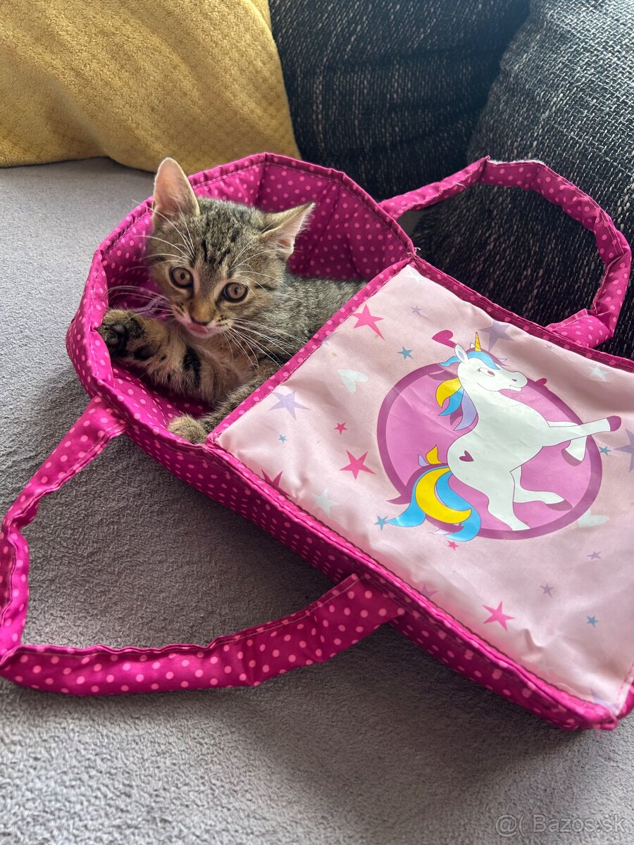 Predám 3 mesačnú Labku