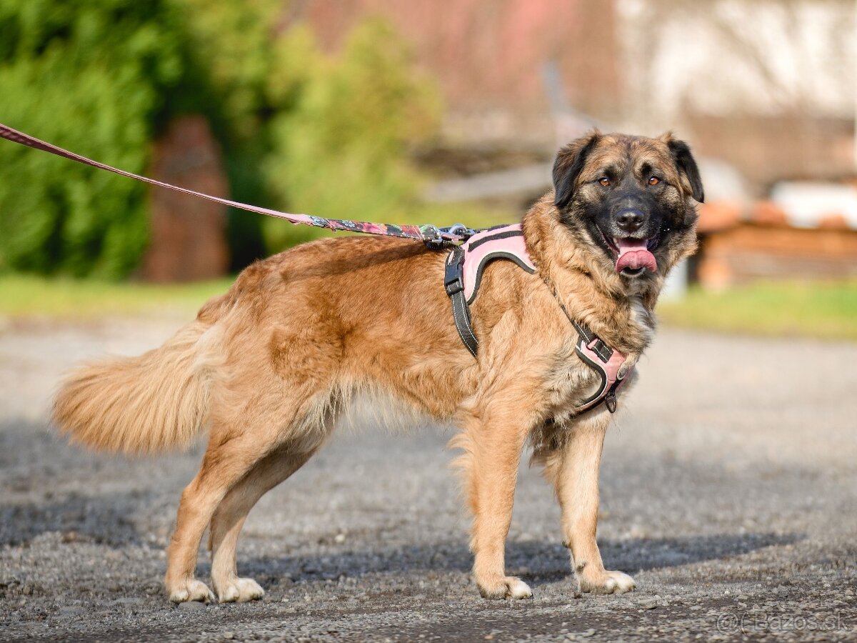 Darujem mohutnú sučku pandu - mix leonberger