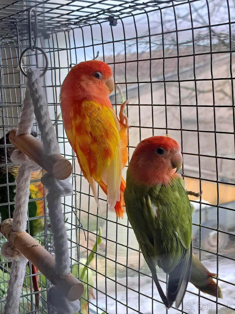 Agapornis ružovohrdlý pár